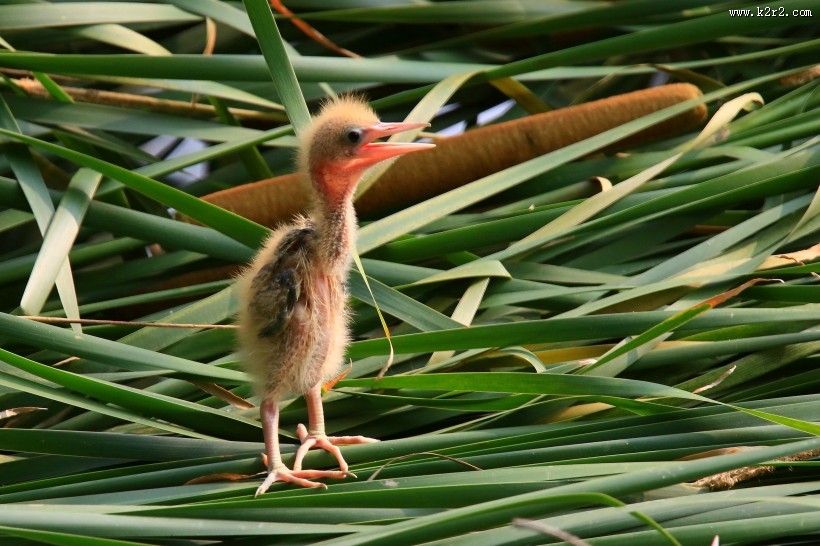 黄苇鳽幼鸟图片