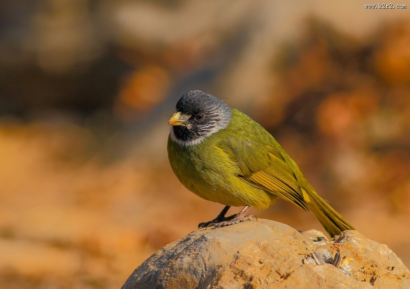 领雀嘴鹎图片大全