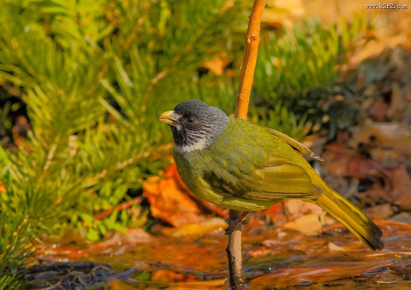 领雀嘴鹎图片大全