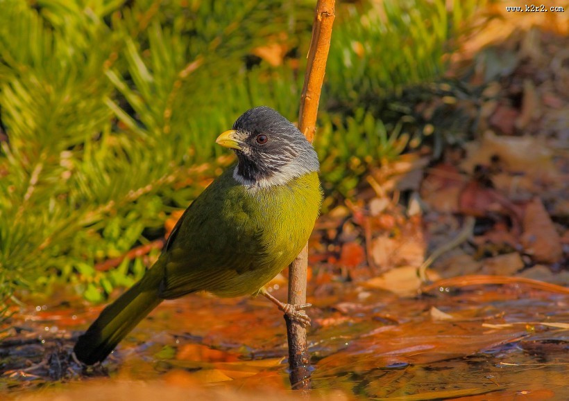 领雀嘴鹎图片大全