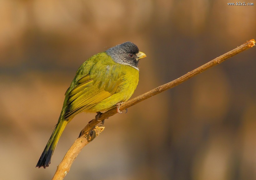 领雀嘴鹎图片大全