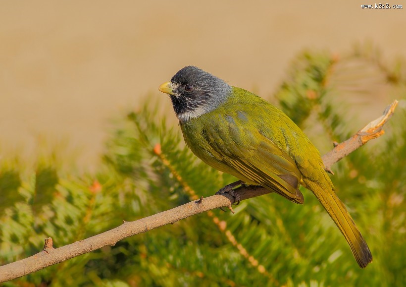 领雀嘴鹎图片大全