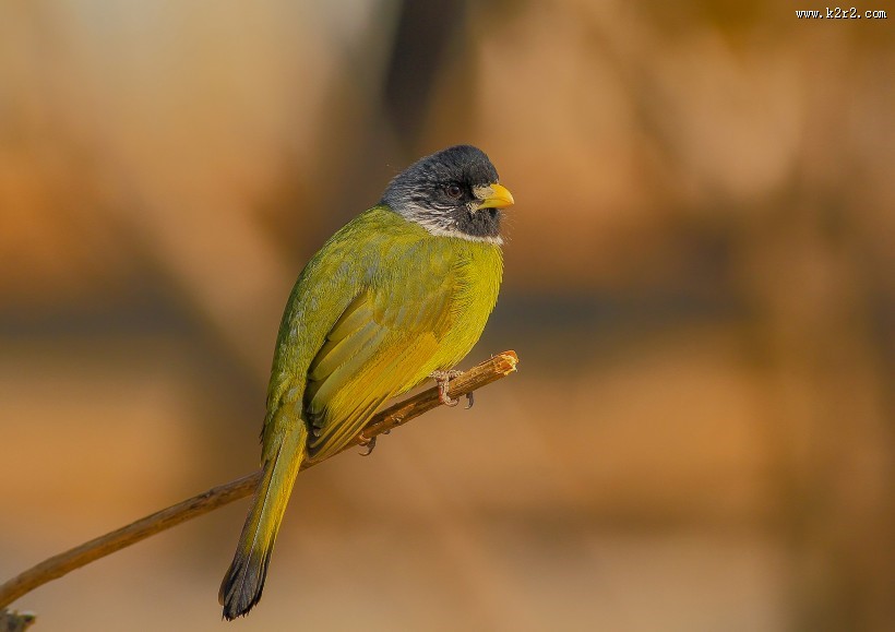 领雀嘴鹎图片大全