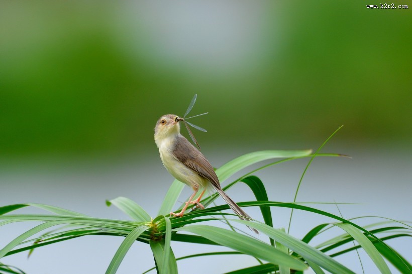 小小的柳莺图片