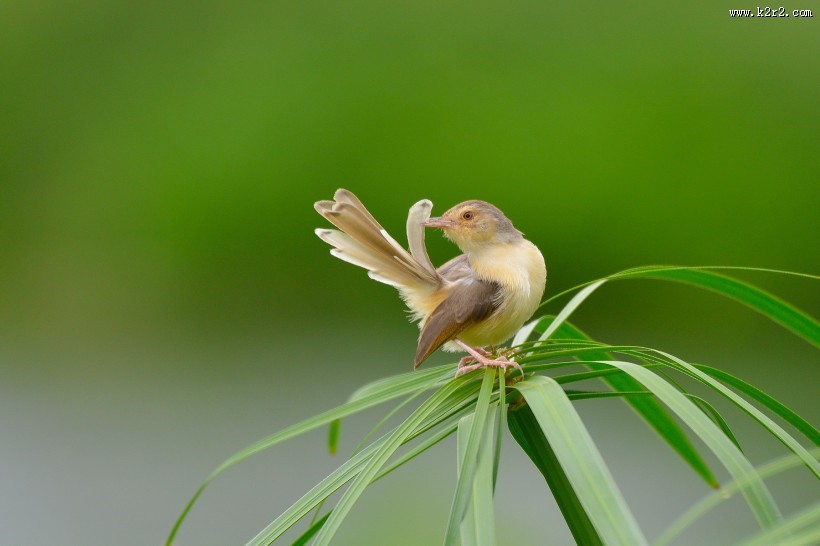 小小的柳莺图片