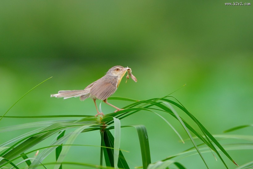 小小的柳莺图片