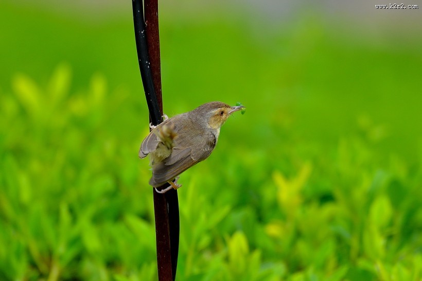 小小的柳莺图片