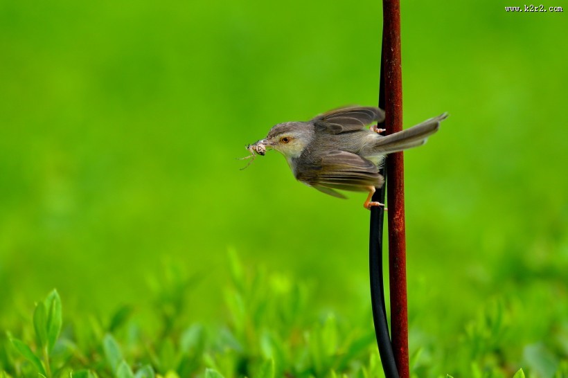 小小的柳莺图片