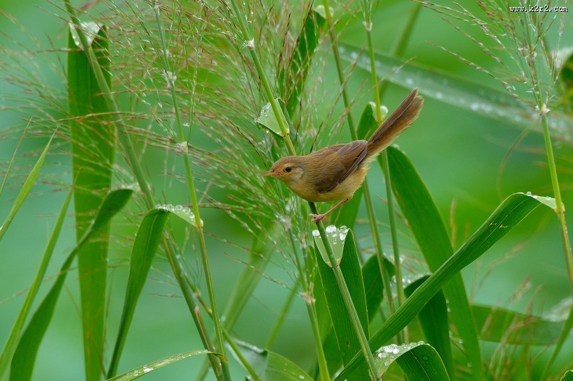 小小的柳莺图片