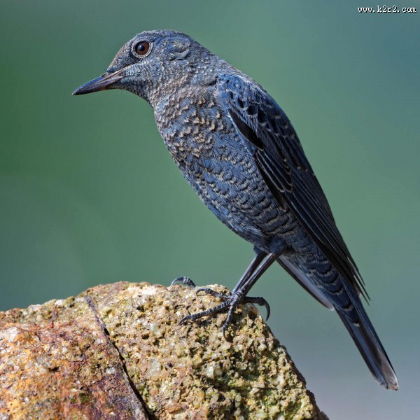 可爱蓝矶鸫图片