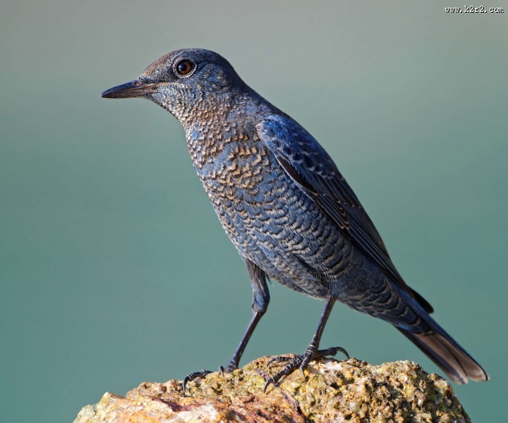 可爱蓝矶鸫图片