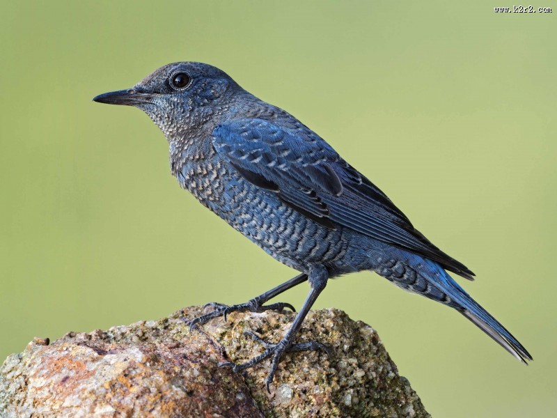 可爱蓝矶鸫图片