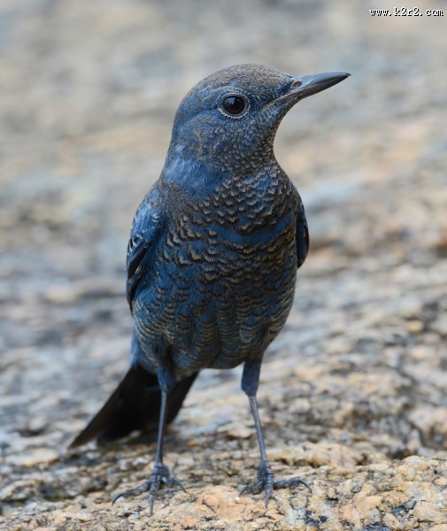 可爱蓝矶鸫图片