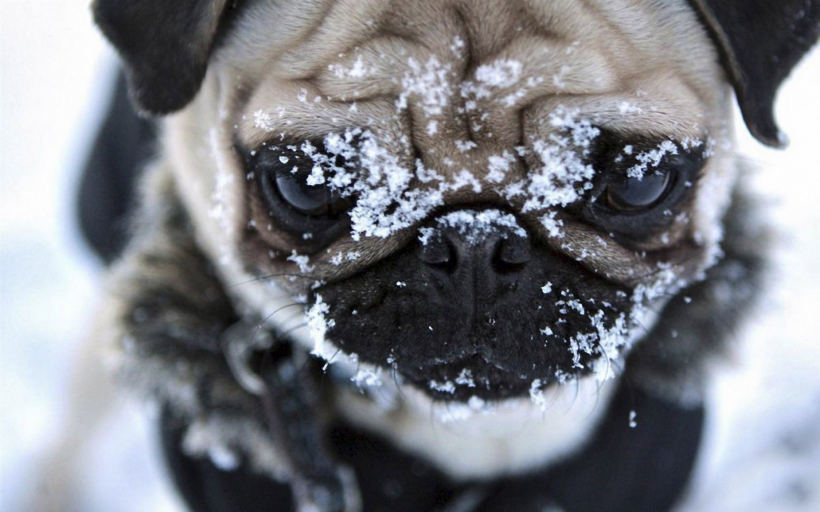 可爱卖萌的狗狗图片大全 法斗犬图片大全