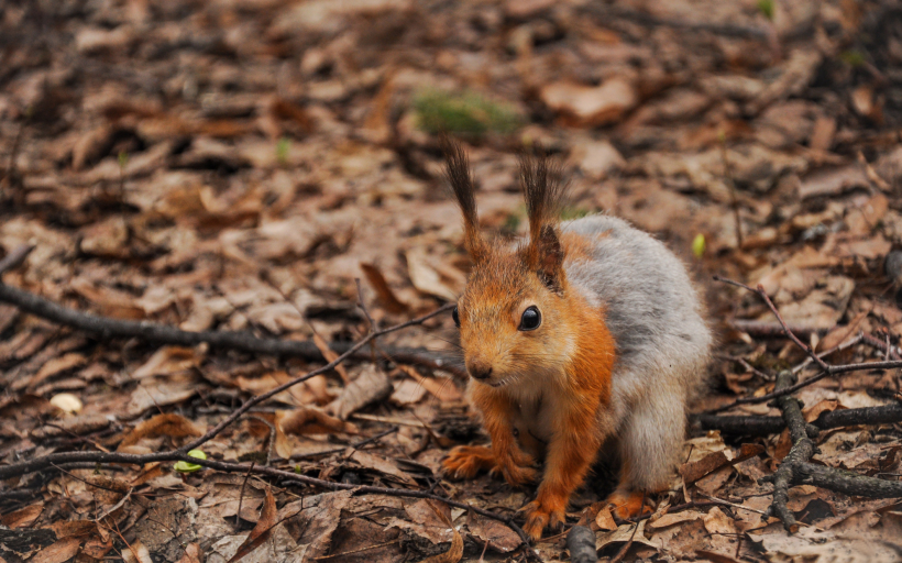 活泼可爱的小松鼠图片大全