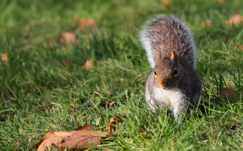 活泼可爱的小松鼠图片大全