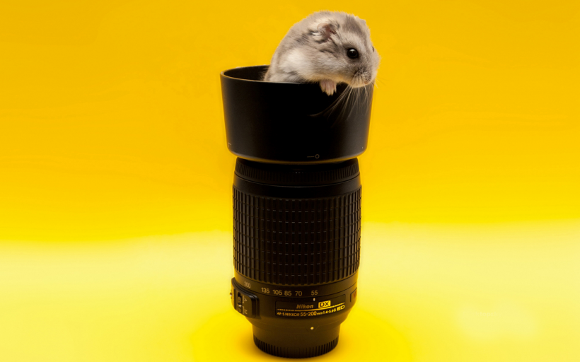 超可爱超萌的小仓鼠图片