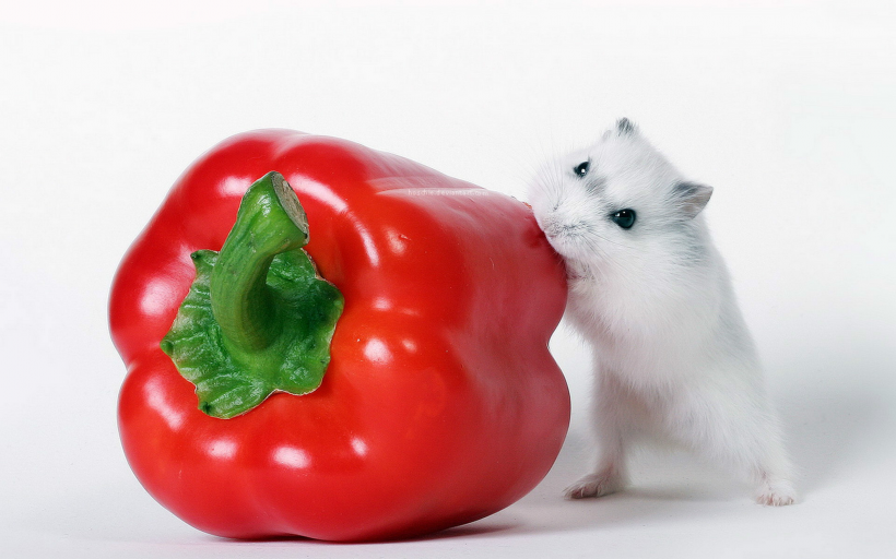 超可爱超萌的小仓鼠图片