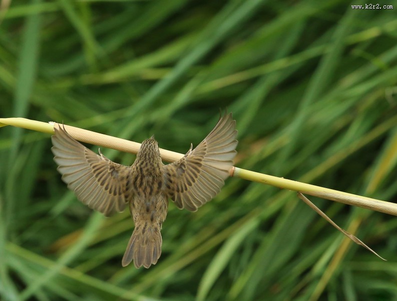 行踪神秘的小蝗莺图片