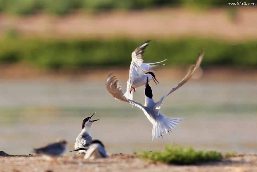 中型水禽之鸥嘴噪鸥图片大全