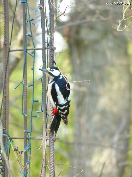 森林医生之大斑啄木鸟图片