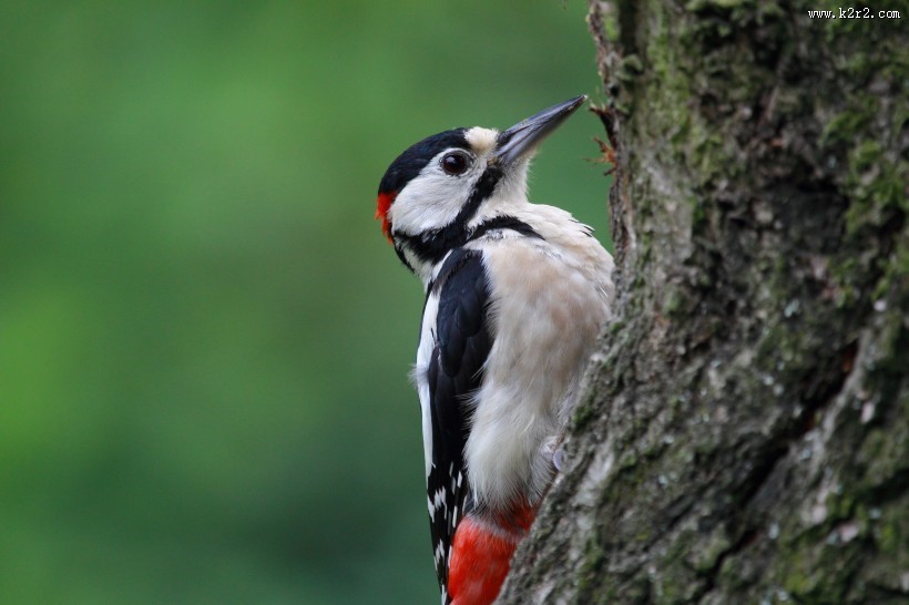 森林医生之大斑啄木鸟图片