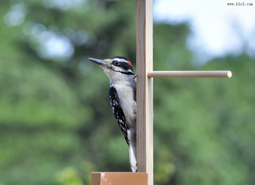 森林医生之大斑啄木鸟图片