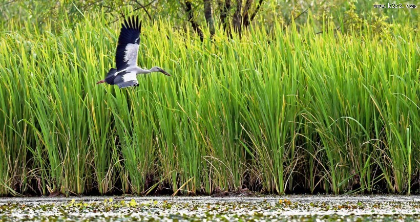 鹳科动物之钳嘴鹳图片大全