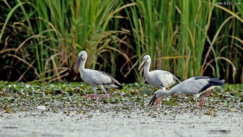 鹳科动物之钳嘴鹳图片大全