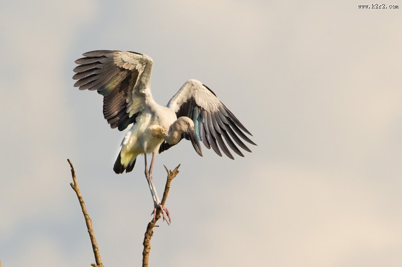 鹳科动物之钳嘴鹳图片大全