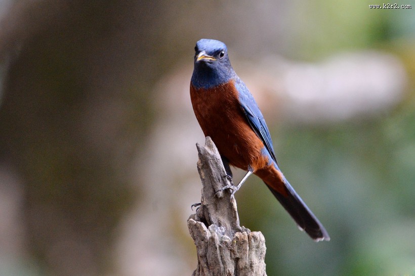 栗腹矶鸫雄鸟图片大全