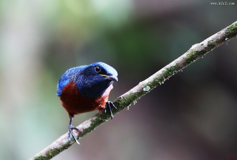 栗腹矶鸫雄鸟图片大全