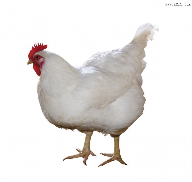 胖胖的母鸡图片大全