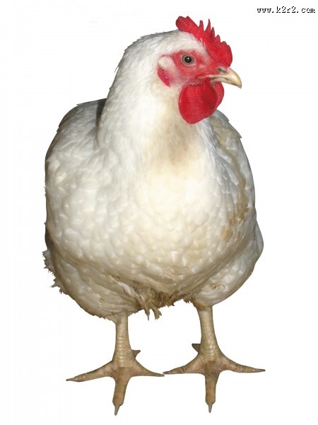 胖胖的母鸡图片大全