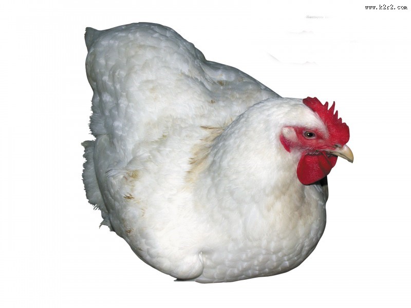 胖胖的母鸡图片大全