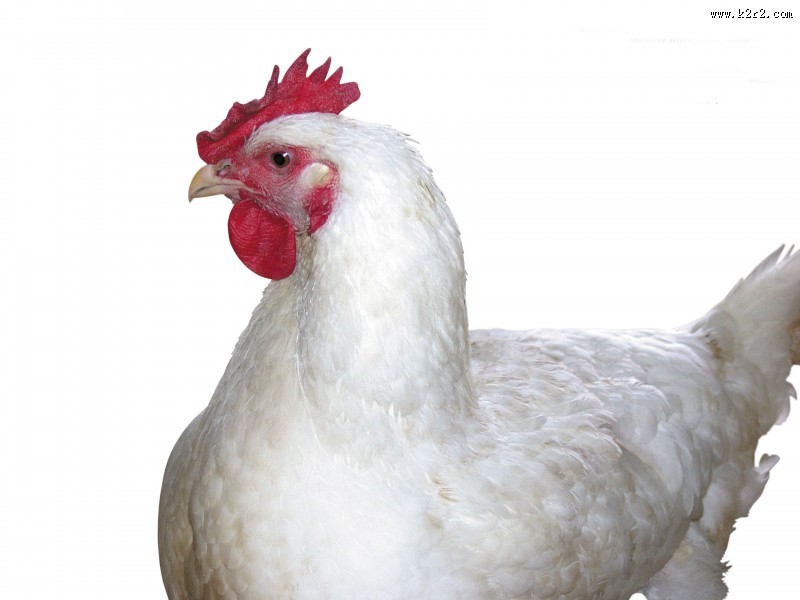 胖胖的母鸡图片大全