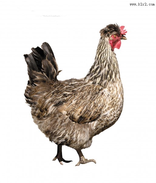 胖胖的母鸡图片大全