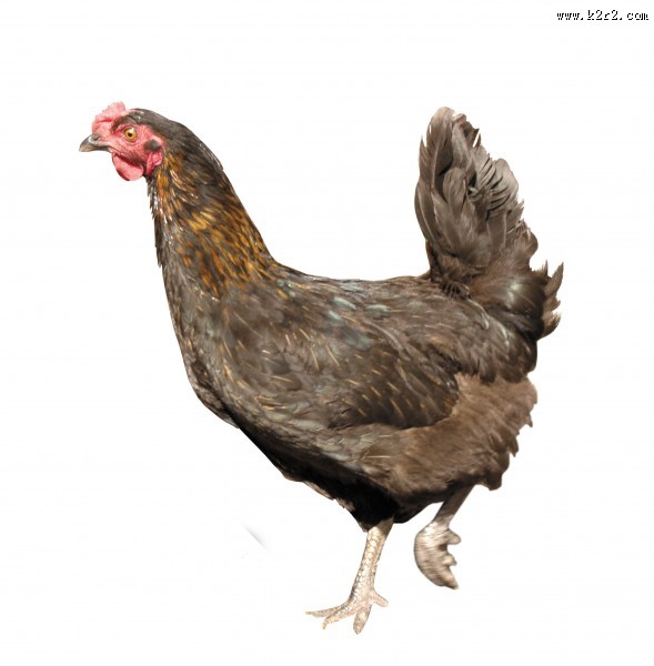 胖胖的母鸡图片大全