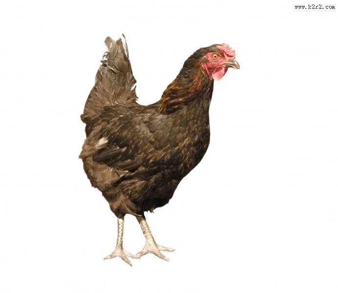 胖胖的母鸡图片大全