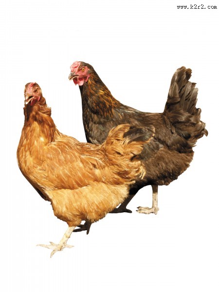 胖胖的母鸡图片大全