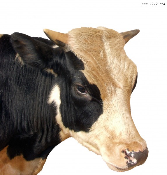 牛的头部特写图片