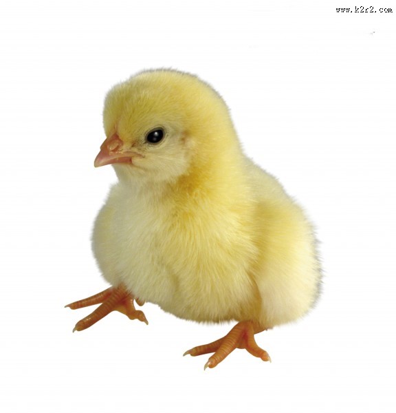 超萌可爱的小鸡图片