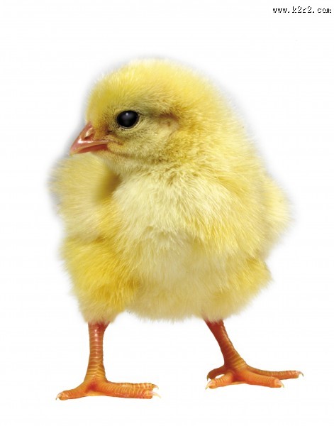 超萌可爱的小鸡图片