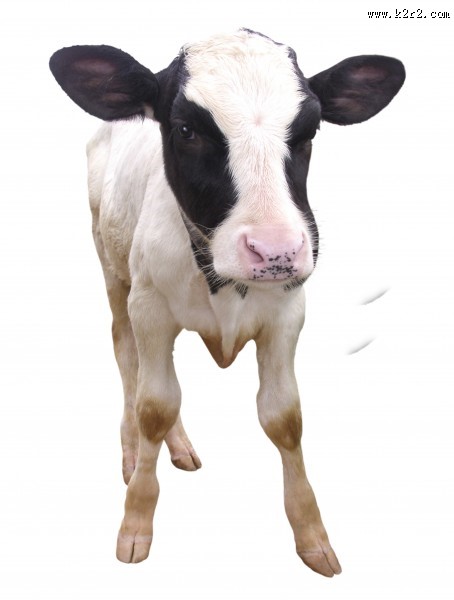 健壮的小牛犊图片