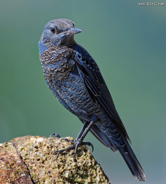 可爱蓝矶鸫图片大全