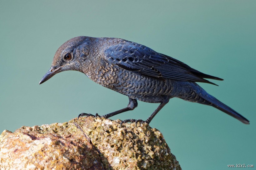 可爱蓝矶鸫图片大全