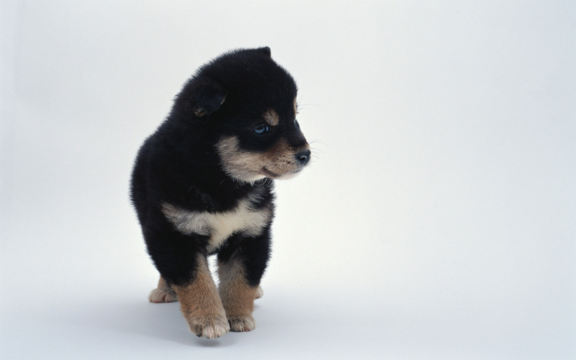 可爱卖萌的狗狗图片大全