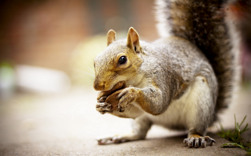 活泼可爱的小松鼠图片