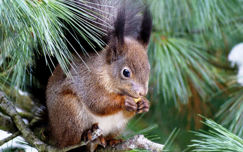 活泼可爱的小松鼠图片