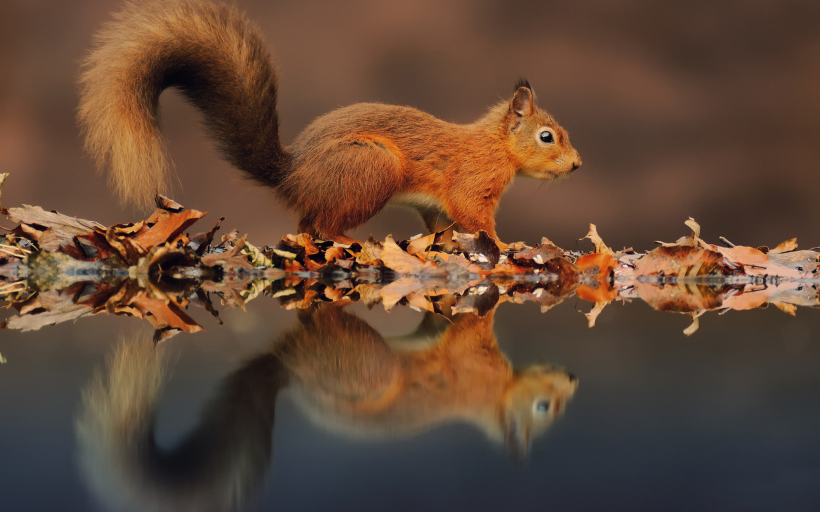 活泼可爱的小松鼠图片